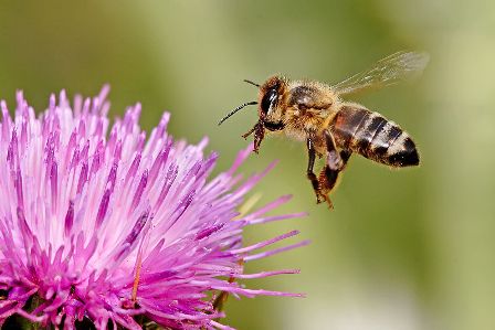 Honeybee landing on milkthistle
